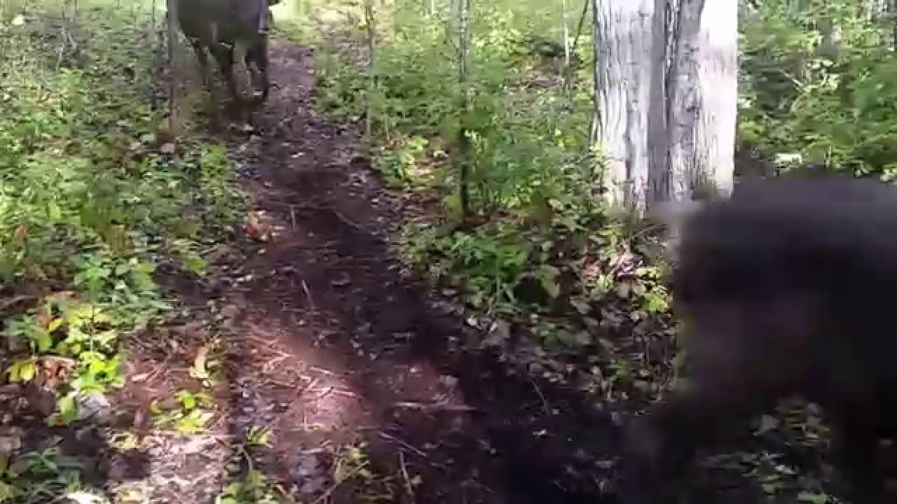 How I Nearly Got Run Over By a Reindeer