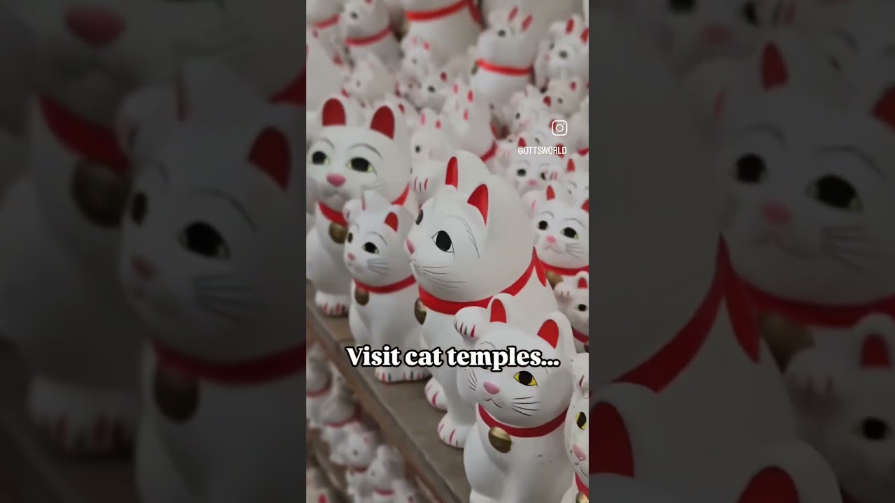 Cat Lovers guide to Tokyo Japan!  #catladytravel #cattravel #tokyo #catladytours #travel #tokyo