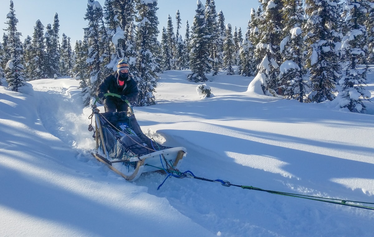 dog sledding alaska