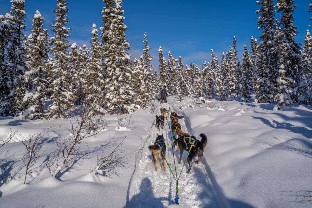 Dogsledding talkeetna