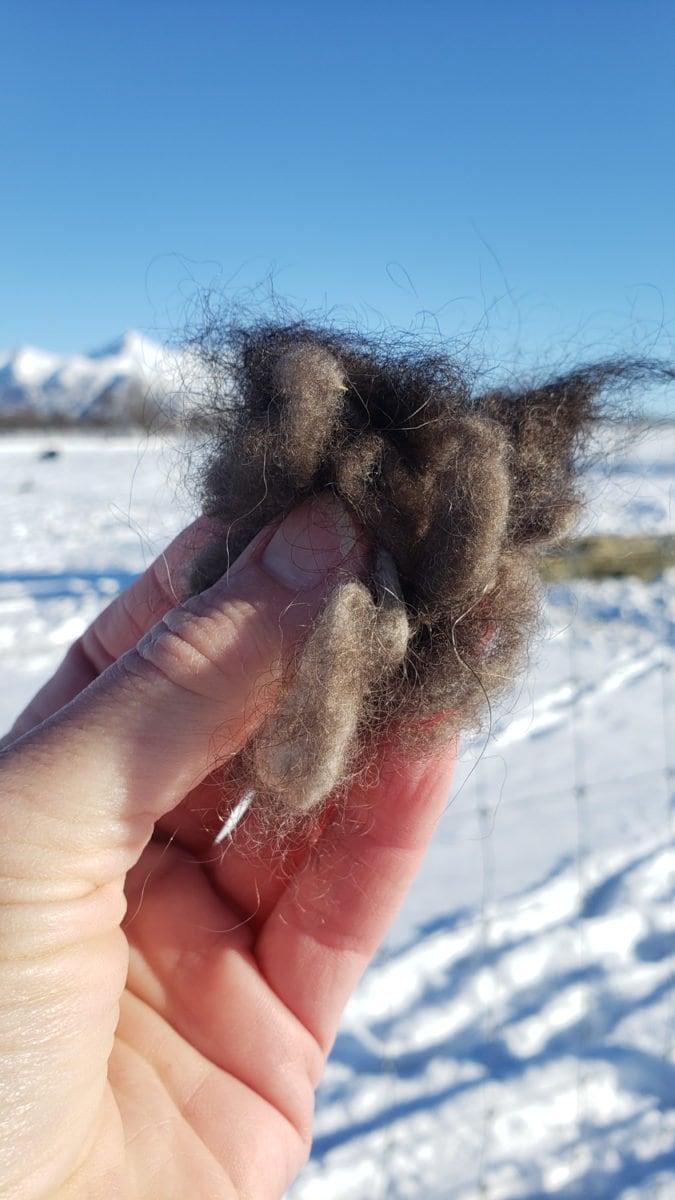 muskox hair qiviut