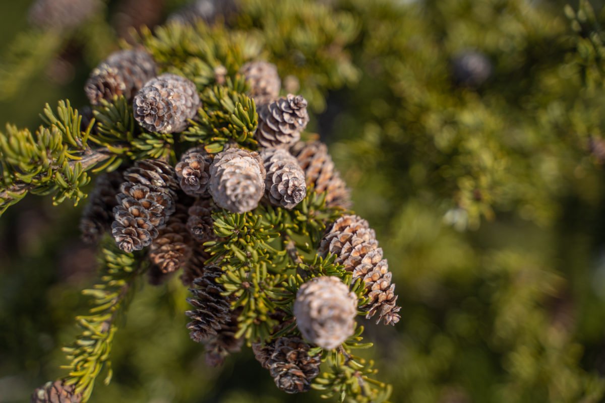 anchorage snowshoeing