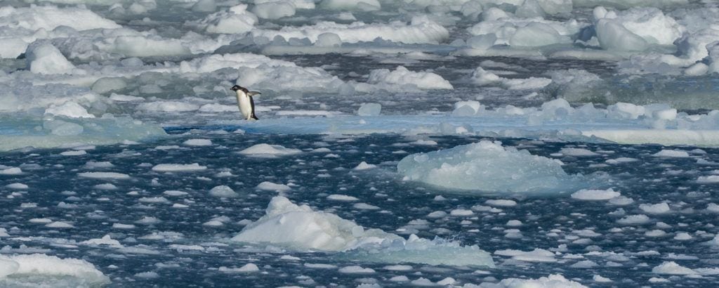 Ross Sea wildlife