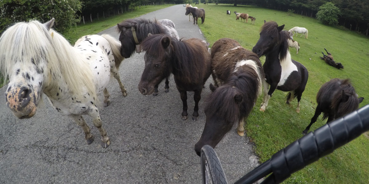 biking around miniature horses in spain