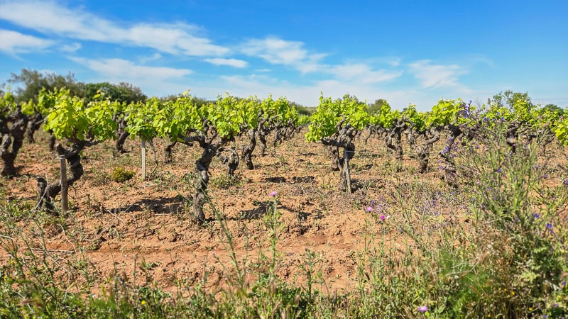 winery southern france
