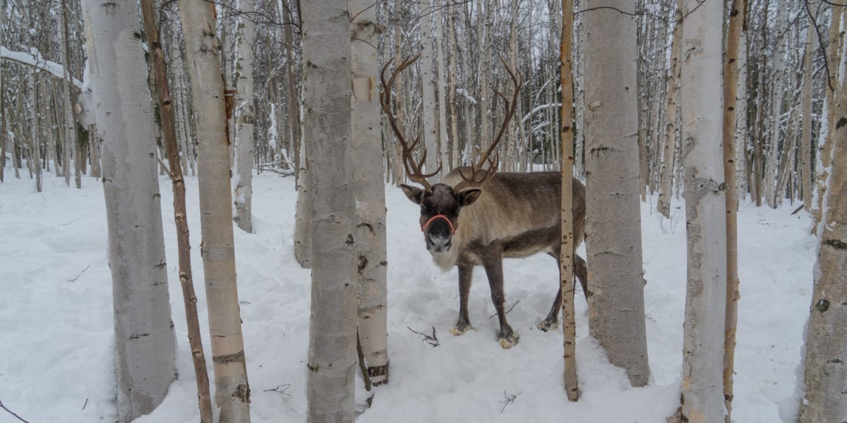 Fairbanks Alaska things to do reindeer