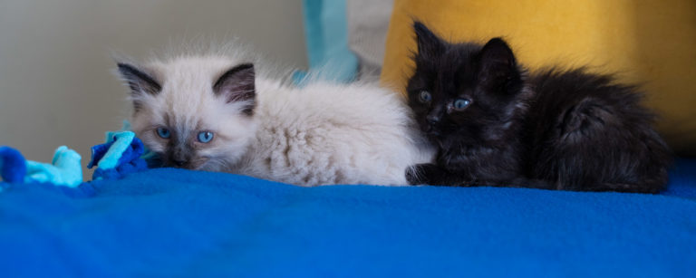 how to foster kittens