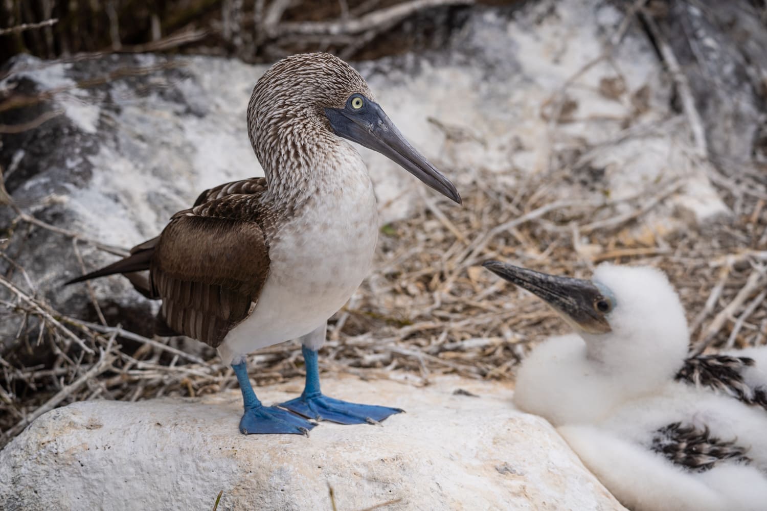 galapagos small ship cruise blue boobie