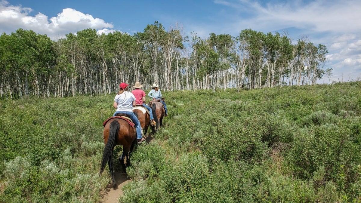 half day horseback rides steamboat