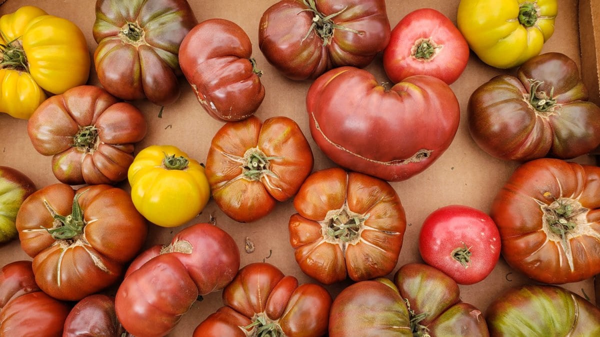 steamboat farmers market