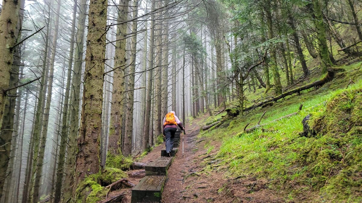 Ireland forests & woodlands