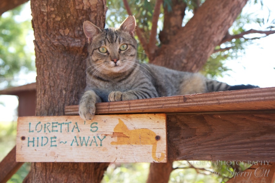 who says cats don't like trees