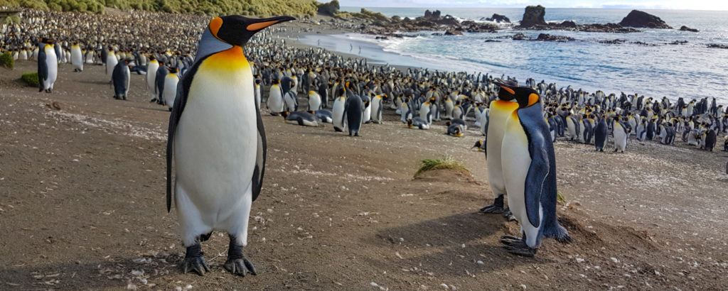 Macquarie Island king penguins