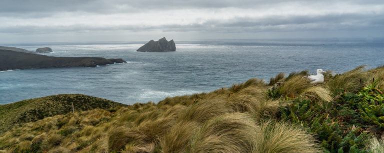 A lone albatross sits nestled in tall grass on a windswept cliff overlooking the ocean, with dramatic rocky islets rising from the water in the distance. The overcast sky and rugged landscape evoke a remote, wild atmosphere on this New Zealand Subantarctic Island coastline.