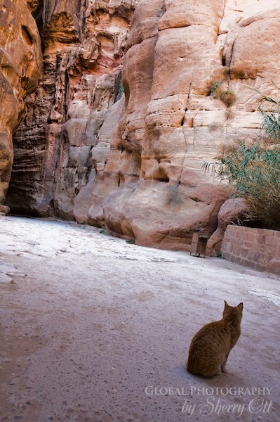 petra cat