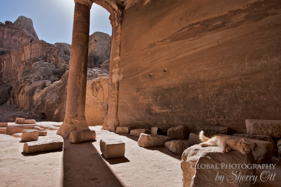 Petra Cat