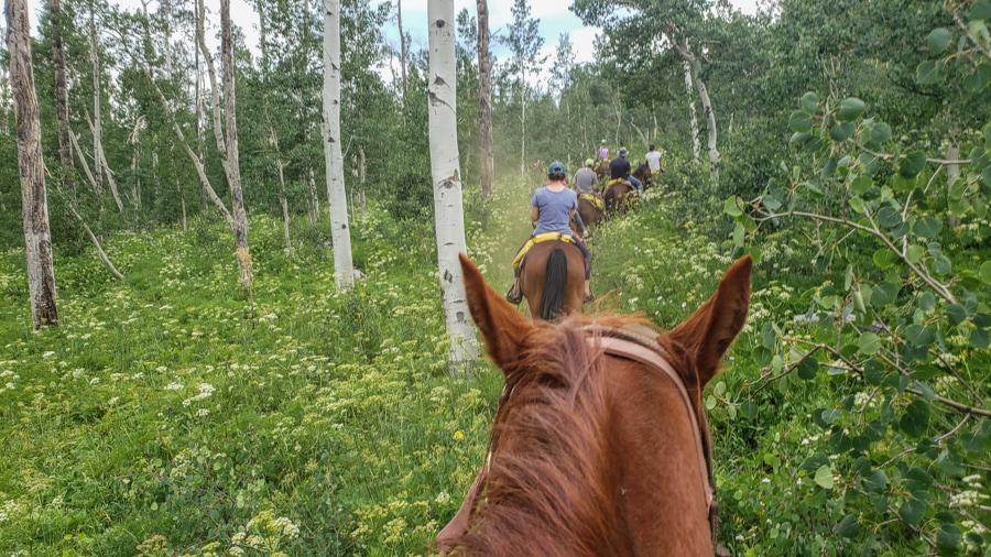 horse ride through aspens 