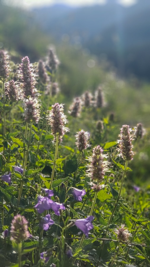 vail wildflowers
