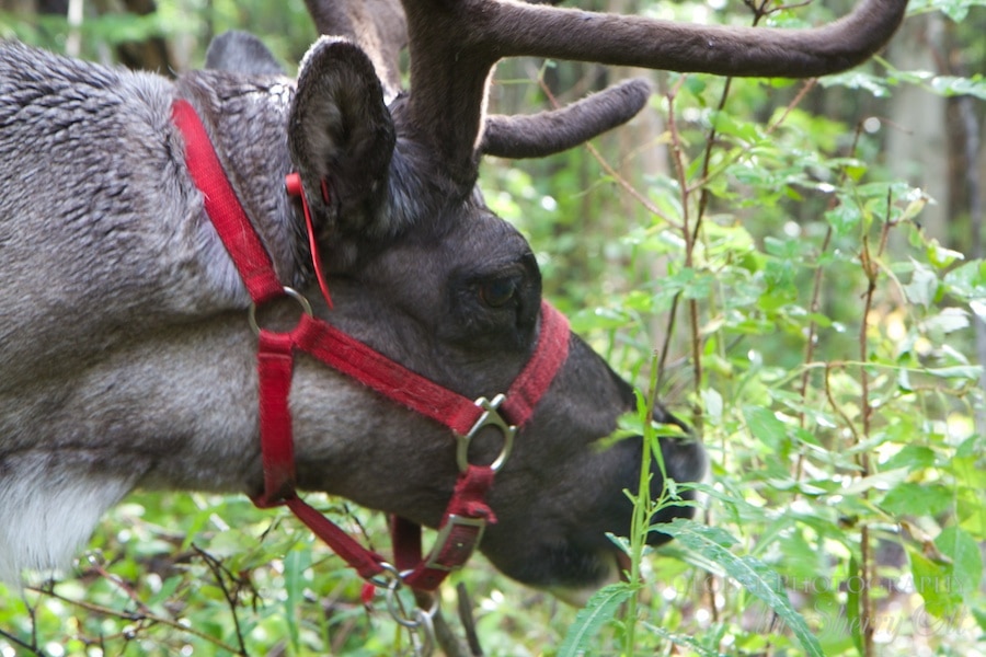Pictures of reindeer