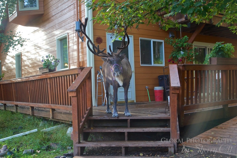 Reindeers are gentle Running Reindeer Ranch 