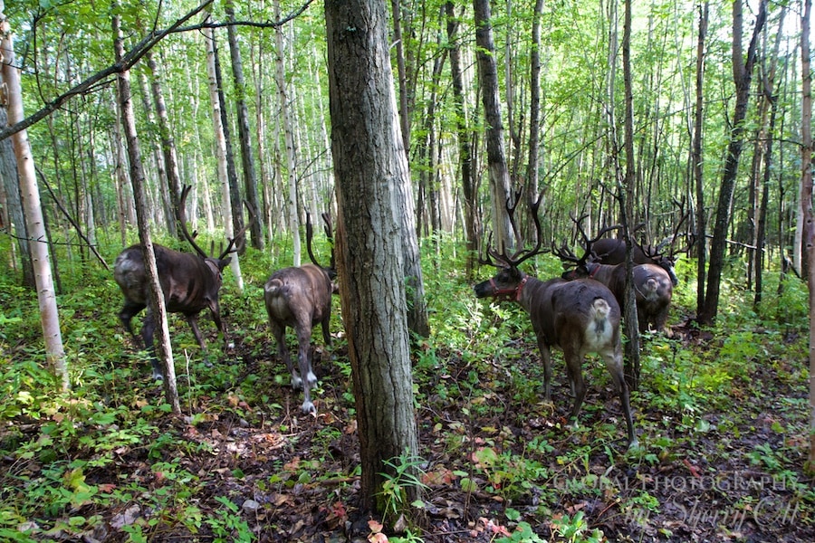 walking with reindeer fairbanks alaska