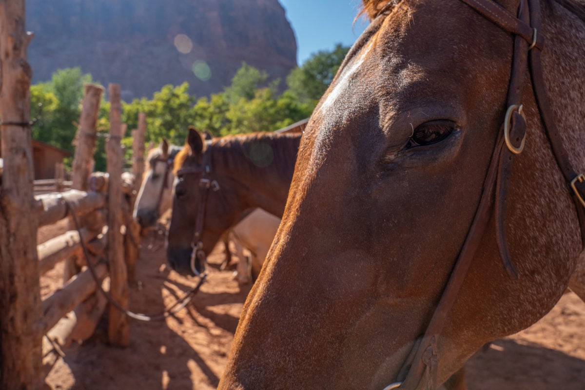 red cliffs lodge moab horse rides