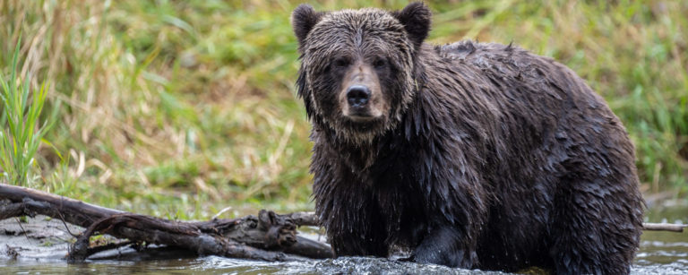 bear watching bella coola