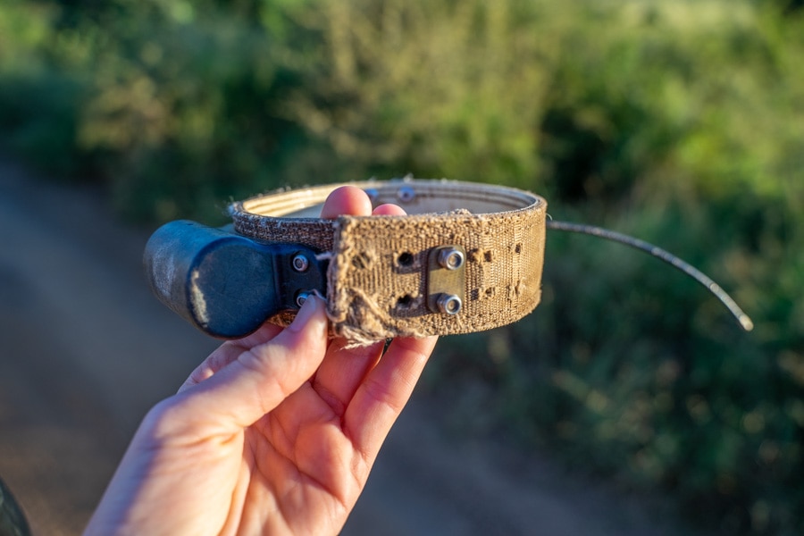 cheetah tracking collar