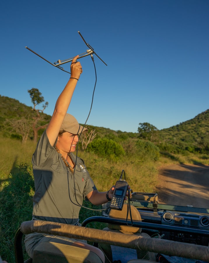 thanda cheetah tracking