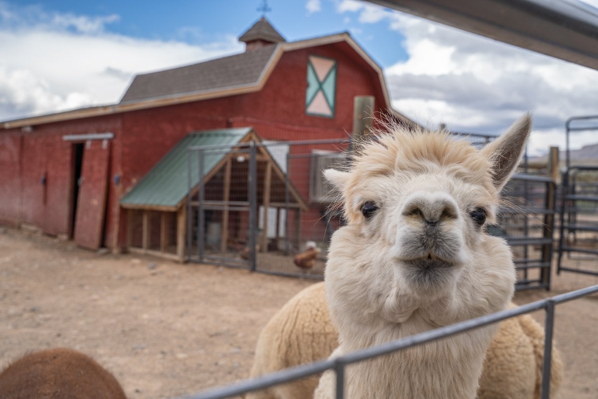 Suncrest alpaca farm