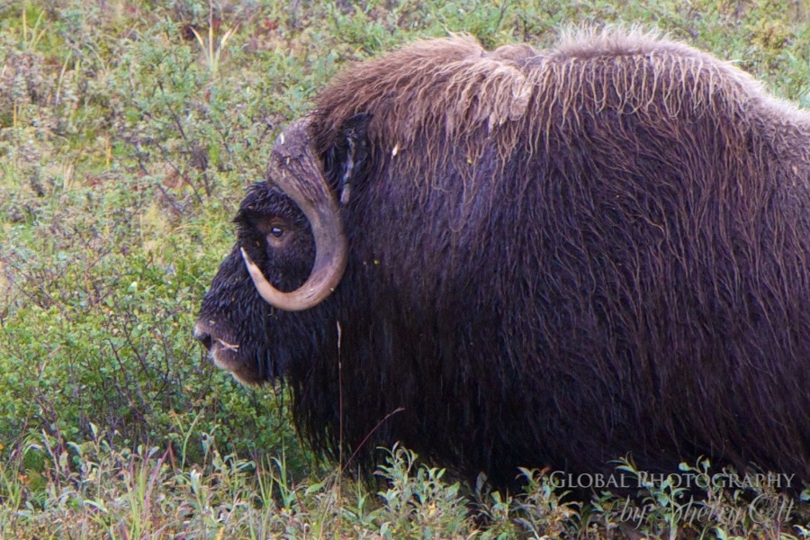 nome alaska muskoxen