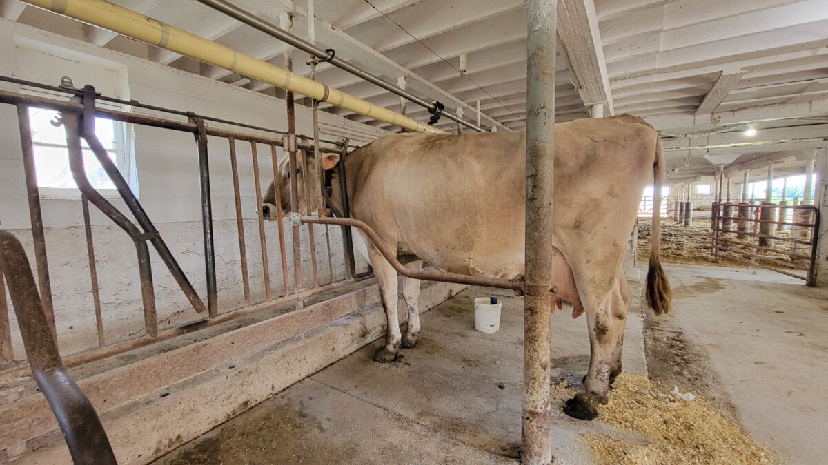 Wegmeuller Dairy Farm Wisconsin